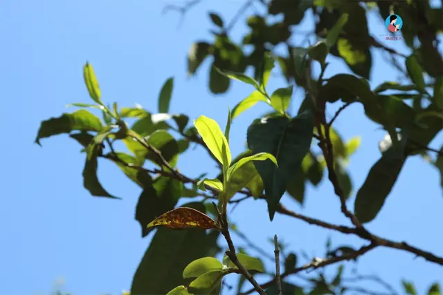 这才是资深茶友眼里的顶级早春茶!