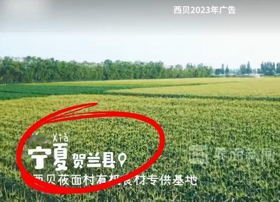 西贝2岁的西兰花，又被扒出一层皮！西贝2023年的广告，说西兰花是宁夏贺兰县产的