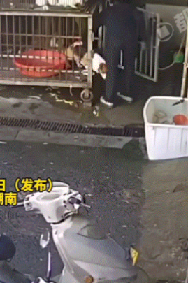 湖南，一柯基狗子此前就因咬人被主人给弃养了，小伙得知狗子咬人的事后，不但没有嫌弃