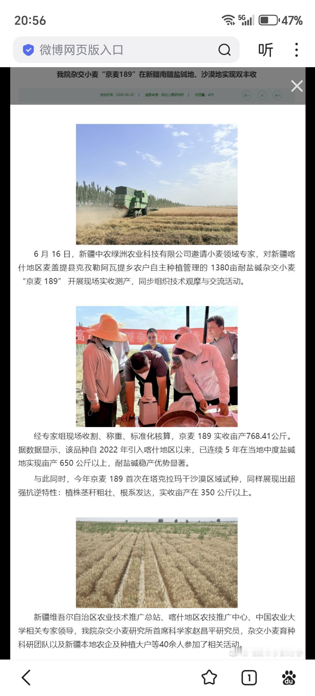 我院杂交小麦“京麦189”在新疆南疆盐碱地、沙漠地实现双丰收-示范服务-北京市农