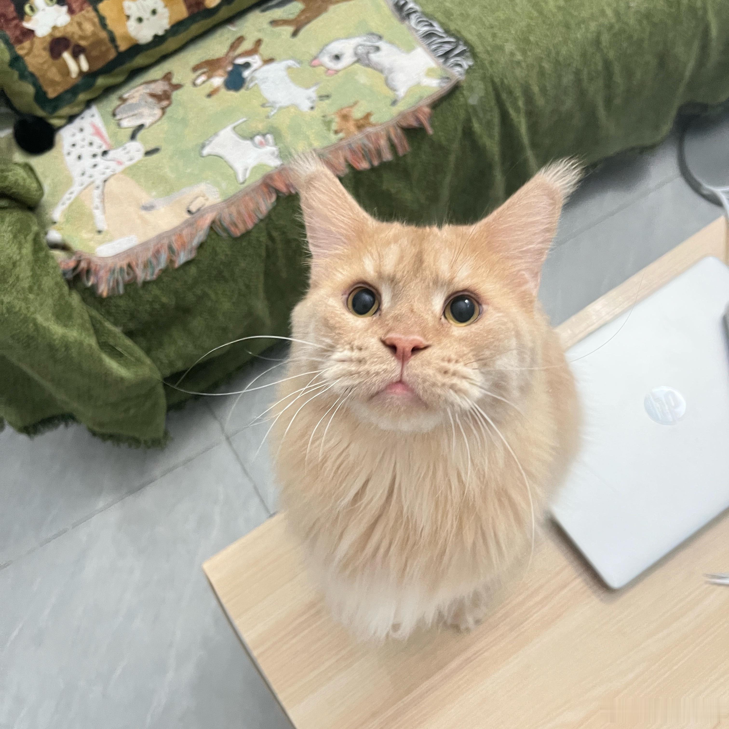 小猫智商低O.O