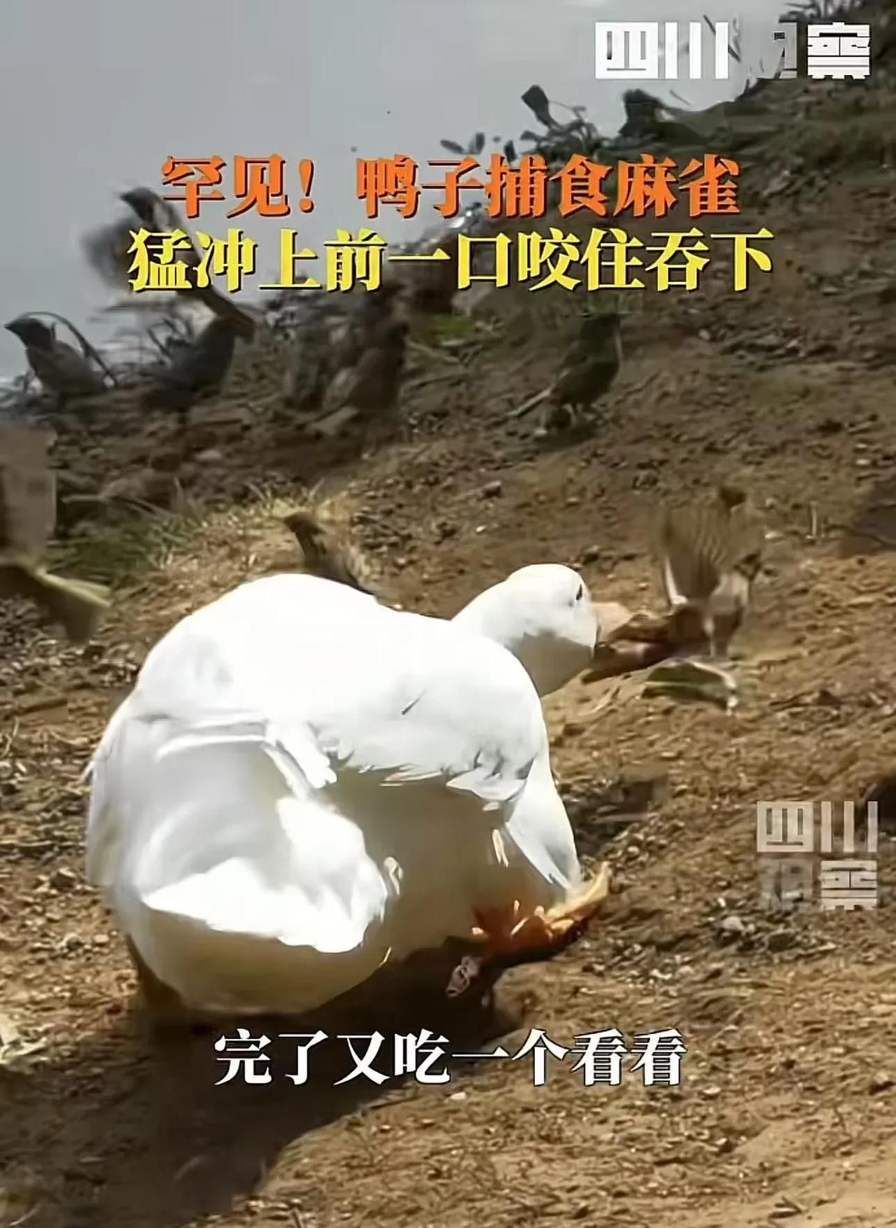 鸭子居然是猛禽？内蒙古呼和浩特一公园，男子在公园看到鸭子捕猎麻雀瞬间，一口吞下一