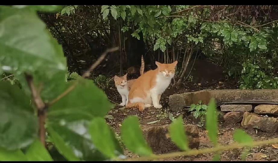 流浪猫真的比你想的更聪明、更有灵性！它们的智商相当于三四岁的孩子，只要你喂过几次