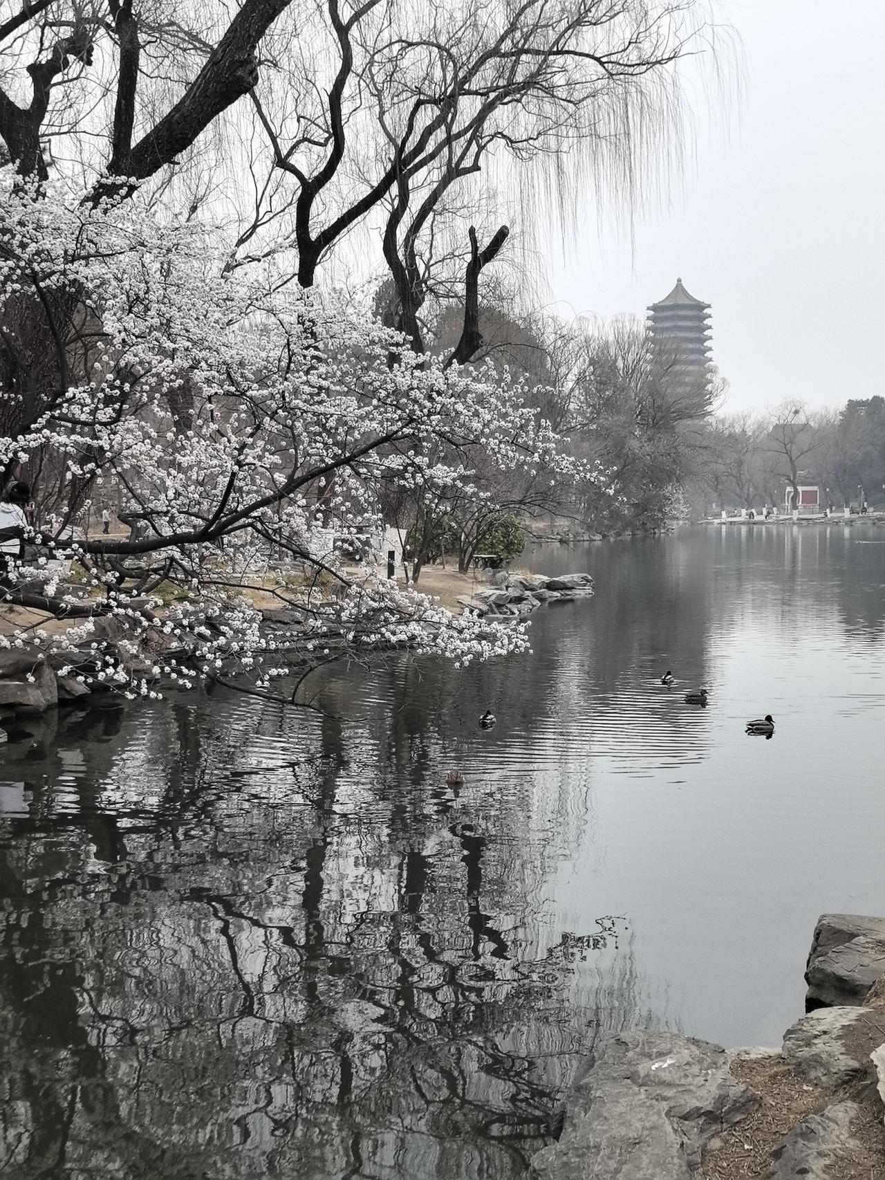 春江水暖鸭先知。北京大学未名湖畔。博雅塔。北大拍照打卡北京校园打卡北大