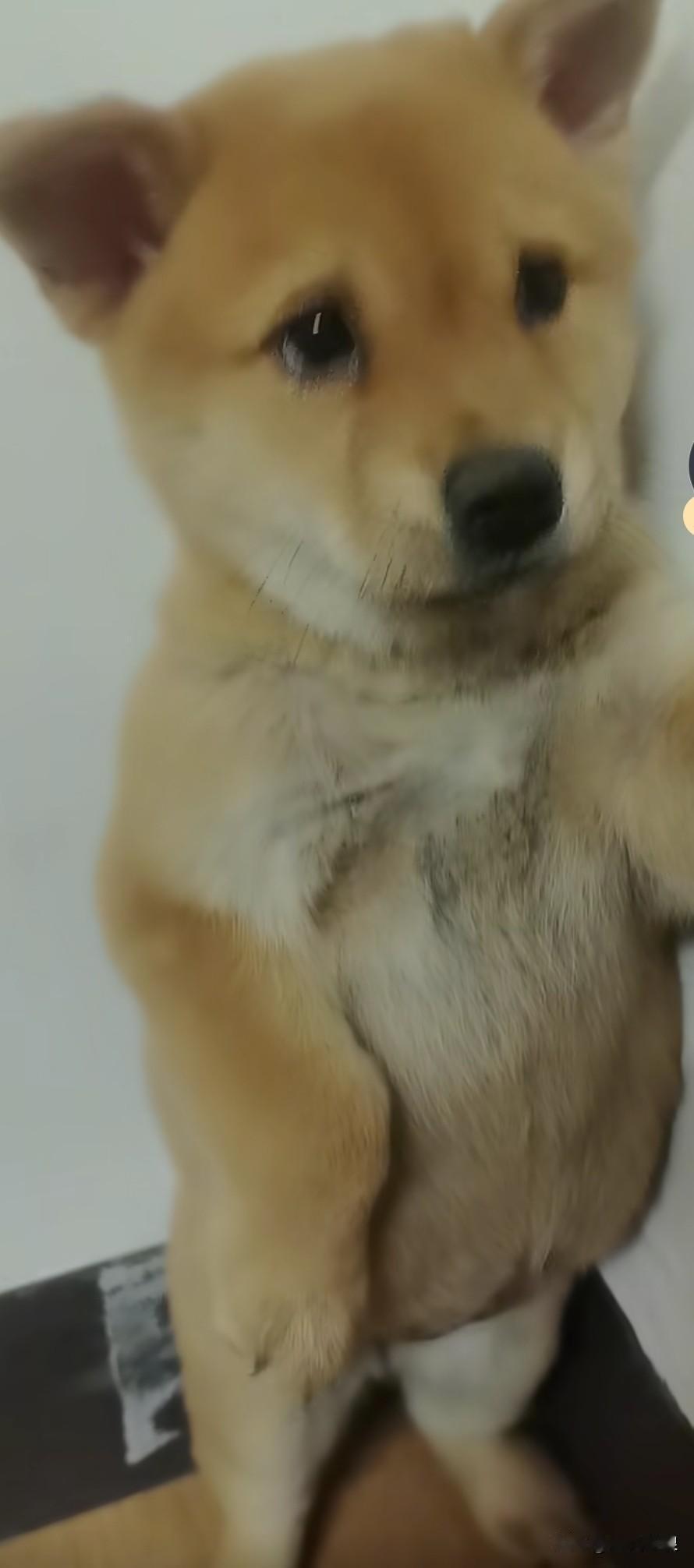 田园小狗惹主人生气了，被罚站在墙角。主人指着它的鼻子骂道：下次你再这样，直接把你