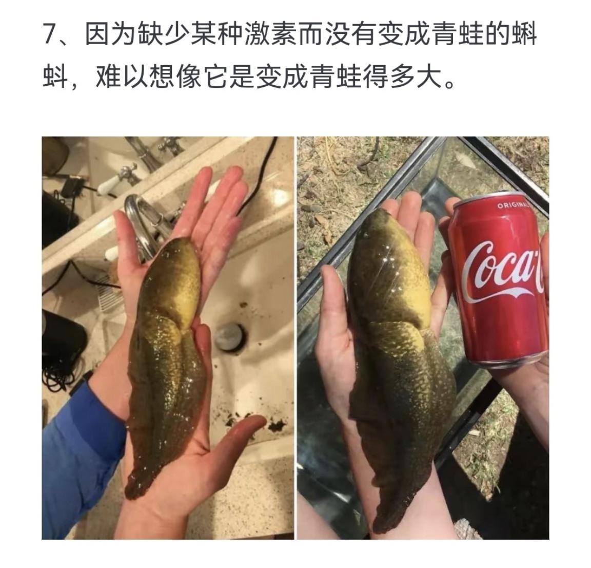 这么大的蝌蚪 那变成青蛙得有多大？