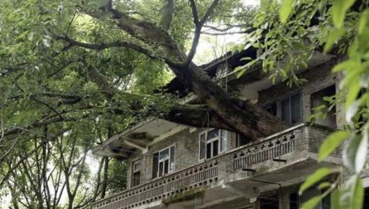 这树不能动。1986年的重庆山泉河畔，汪佰荣攥着刚买的地皮图纸站在老黄桷树下