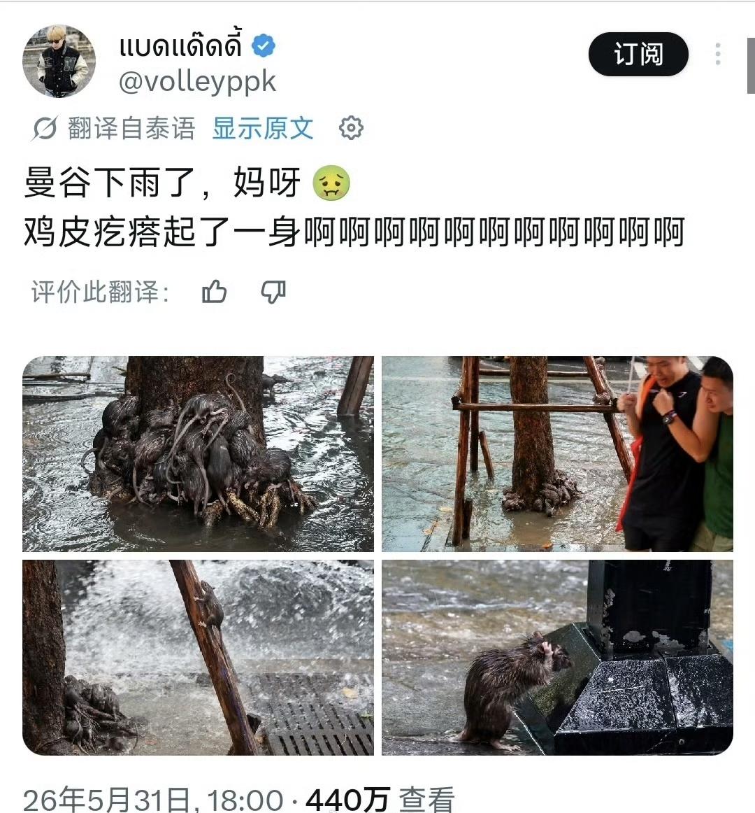 雨中的曼谷街头，很多老鼠忙着躲雨，你们看到的是肮脏、杂乱，而有人看到的是一个城市