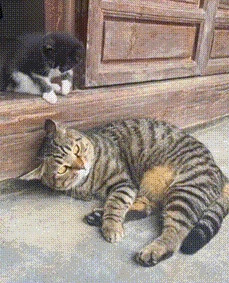 猫妈睡在门框上，小猫跑过来跟妈妈玩，用小爪子挠挠妈妈的头，猫妈轻轻用手回应