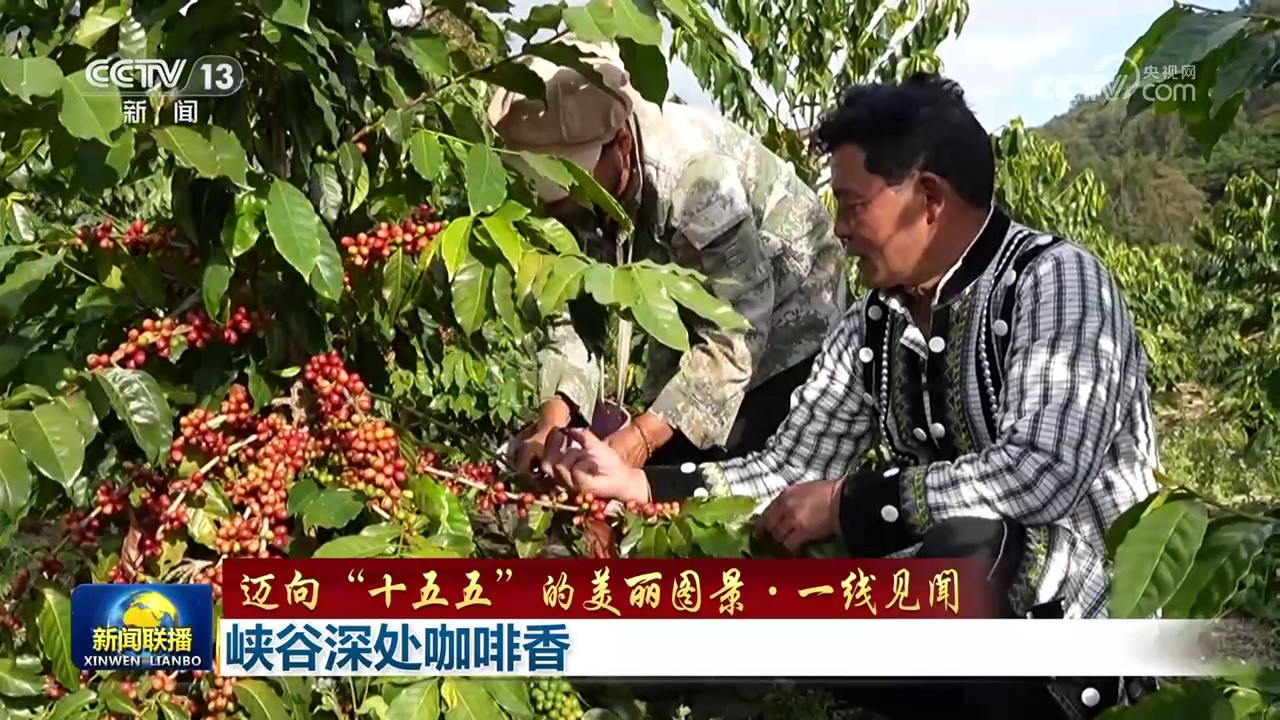 探秘‘十五五’乡村振兴新路径：峡谷深处咖啡香飘万里
