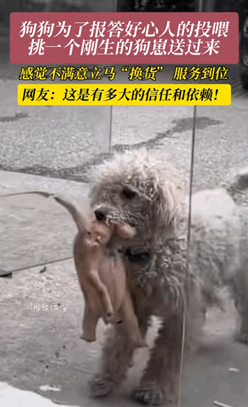 “万物皆有灵！”江苏，一女子经常投喂流浪狗，不料小狗生崽之后，竟然叼着一只狗崽