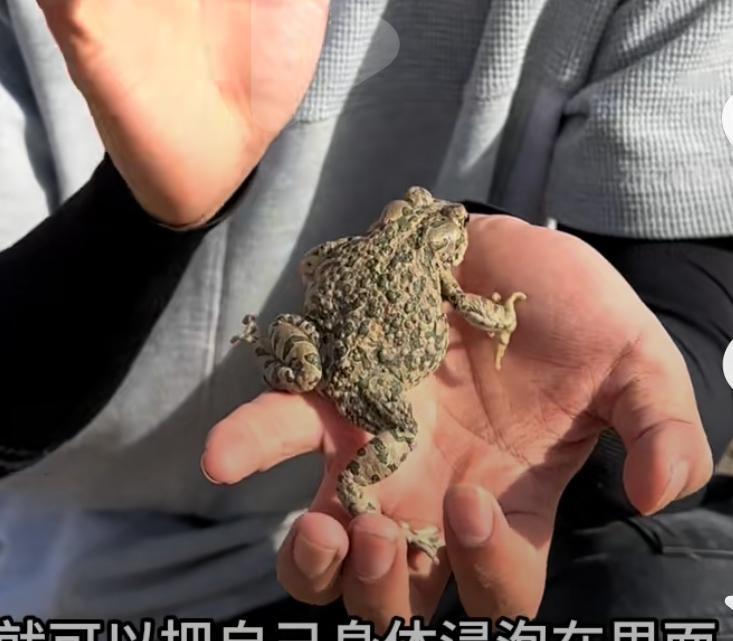 非常佩服内地的哭着喊着各种稀奇古怪东西的朋友们！我的看法是没有你们不能吃的，没