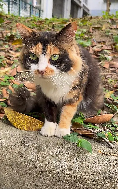 三花真的是猫界美女呢！这种旷世容颜，一下子就征服了我。