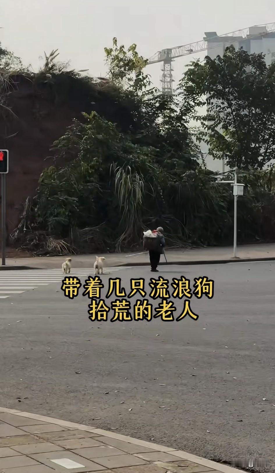 泪目了！这天一位善良的小哥哥在路边看到一位老人背着一个背篓，还带着几只流浪狗，看