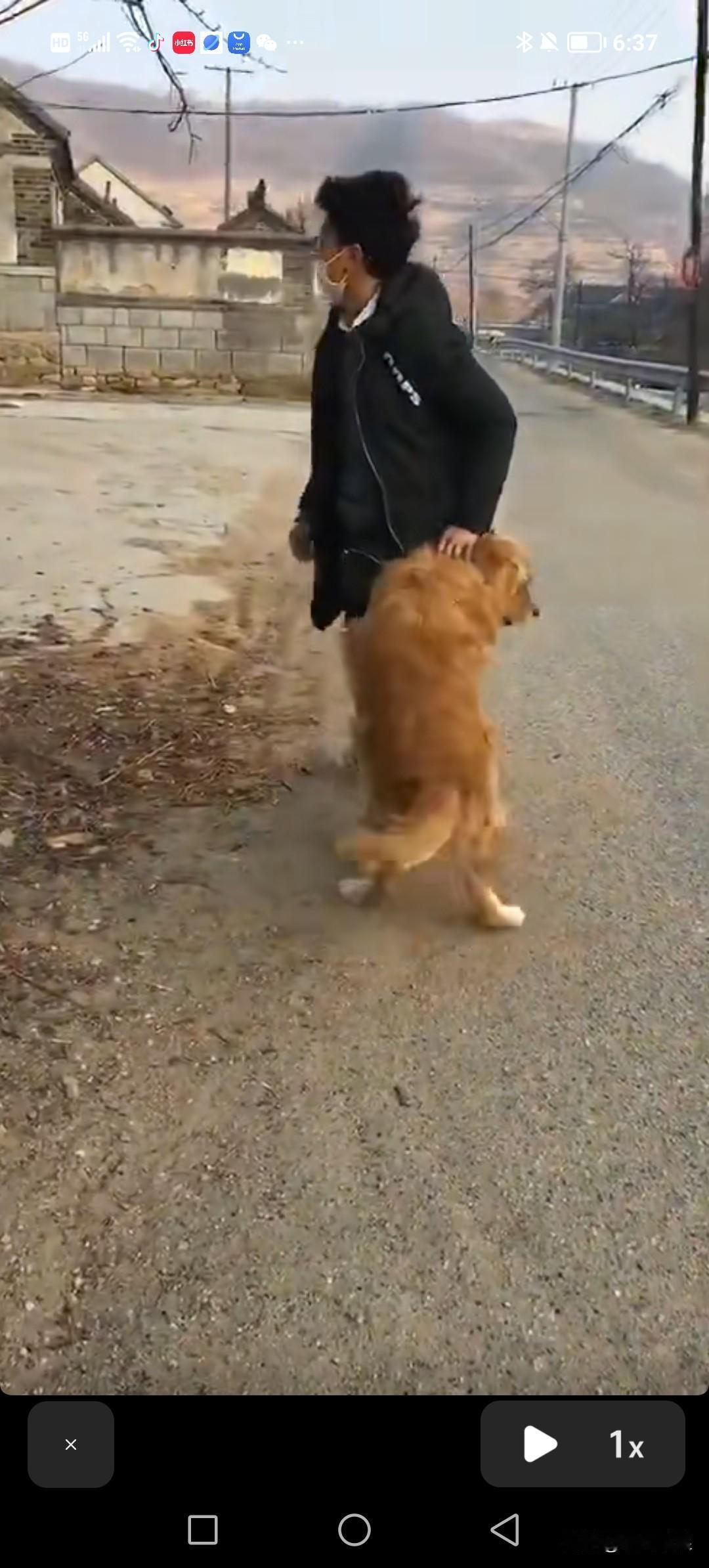 一年前送人的狗狗，偶然碰到了主人的车，便在车旁守候。主人回来后，发现竟是自家一年