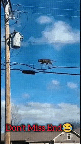 这只猫的命真是够大的了，触电之后，又从那么高的地方掉下来，居然还能活着，这堪称奇