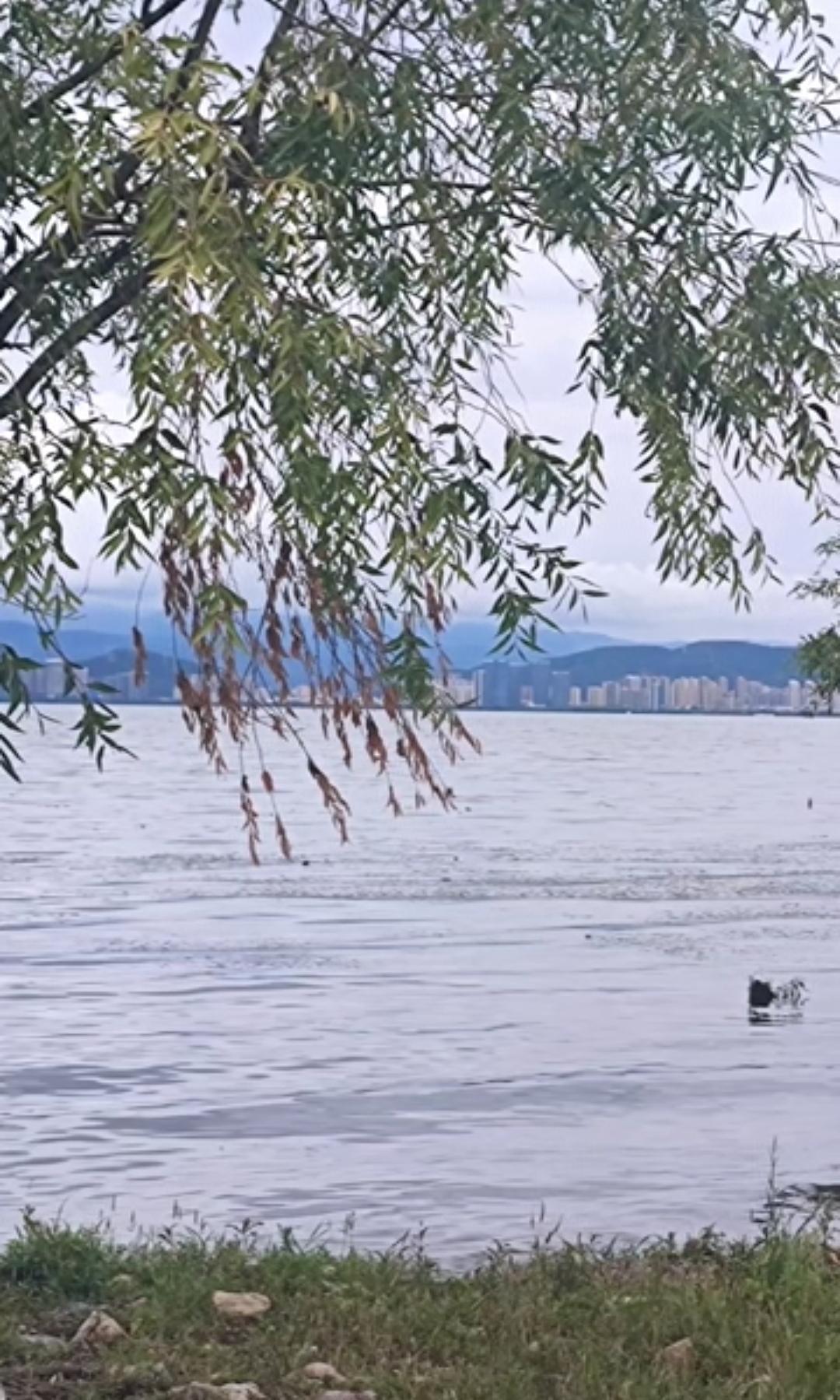 每日洱海随手拍，最美风景