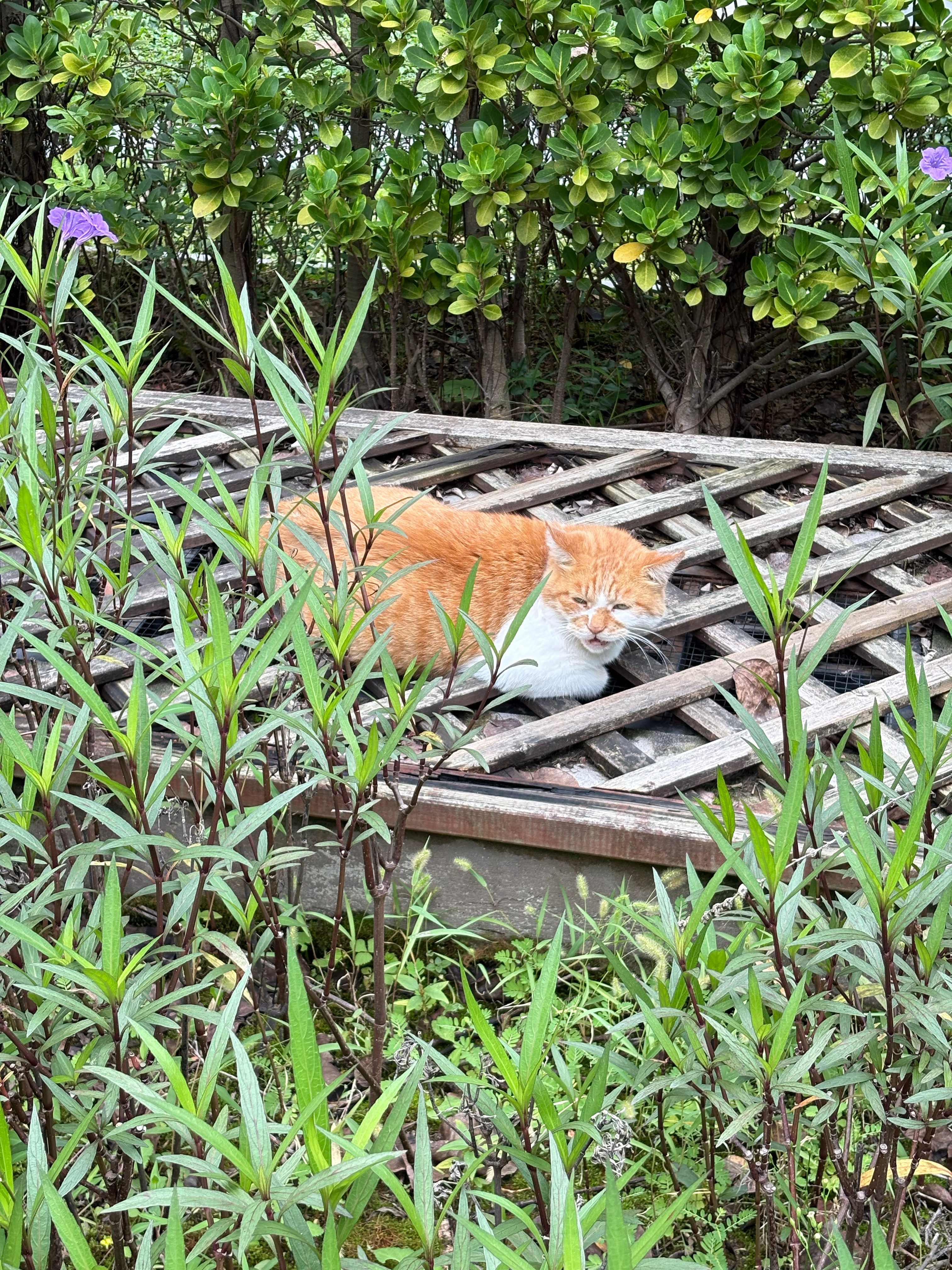 寒风阵阵中华田园猫野生喵短短​​​