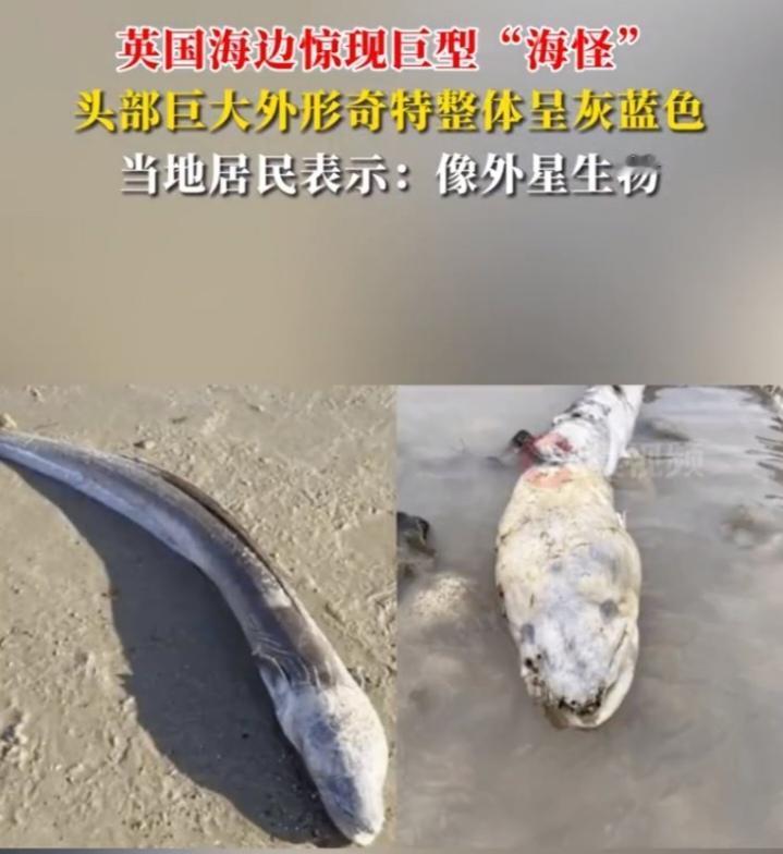 巨影惊现英伦海滩：深海访客引发的“海怪”之谜当清晨的海浪将一具长达三米的扭曲