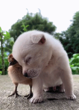 小鸡：叫你昨晚早点睡你不听[狗头]