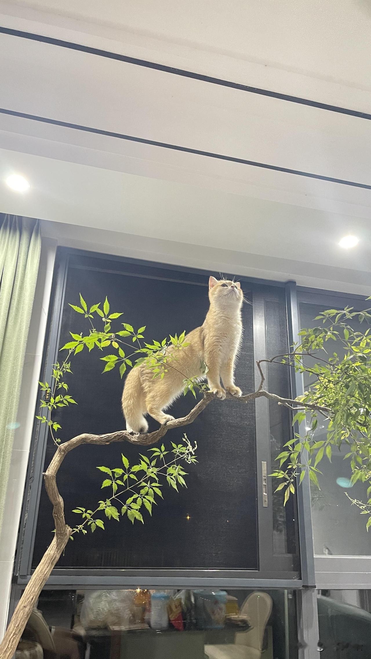 一切尽在本咪王的掌控之中……我家猫把我拿捏得死死的！挑食还理直气壮的。这