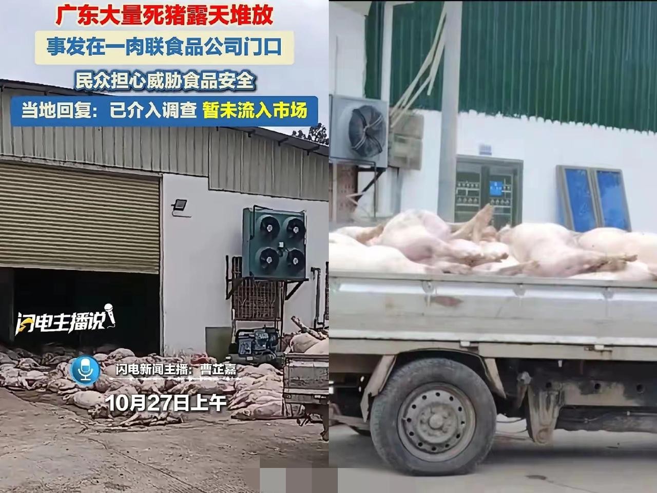 一早刷到广东罗定肉联厂门口堆死猪的新闻,后背直接冒冷汗——没人曝光的话,这些东西