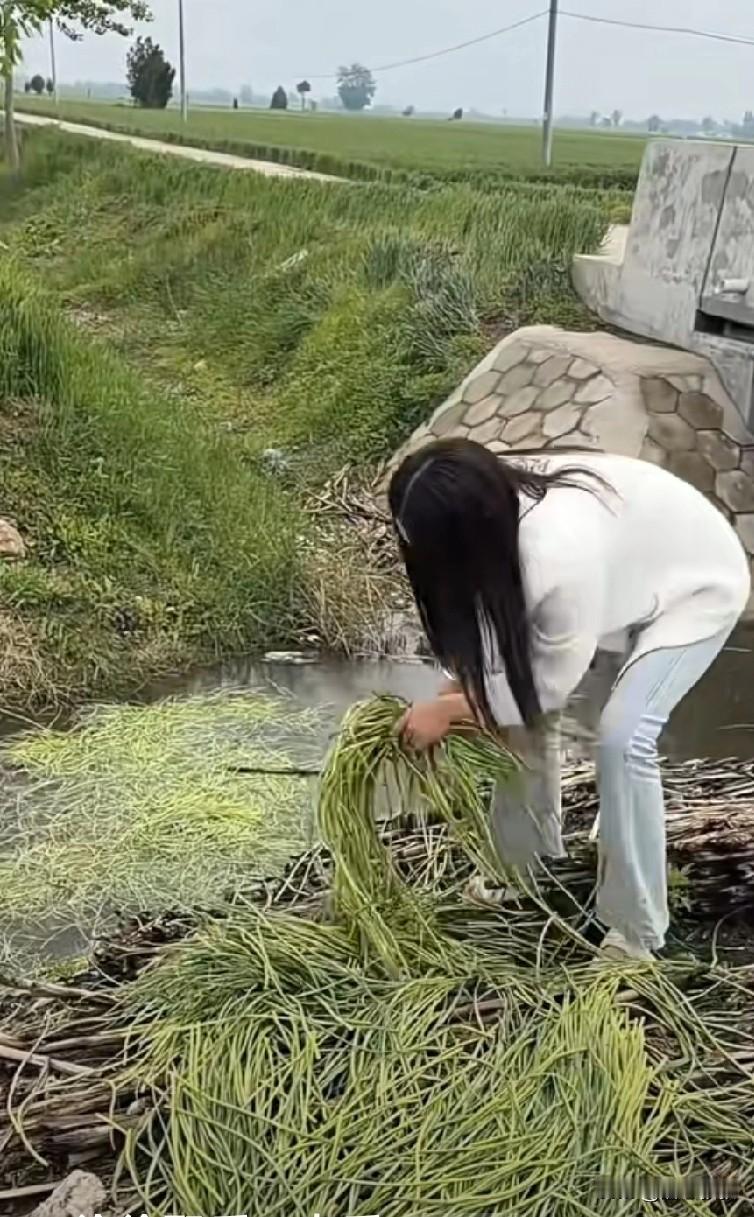 看到西安的蒜苔7元一斤，我的牙都惊掉了，这是真的吗？有没有西安的朋友说一下。现