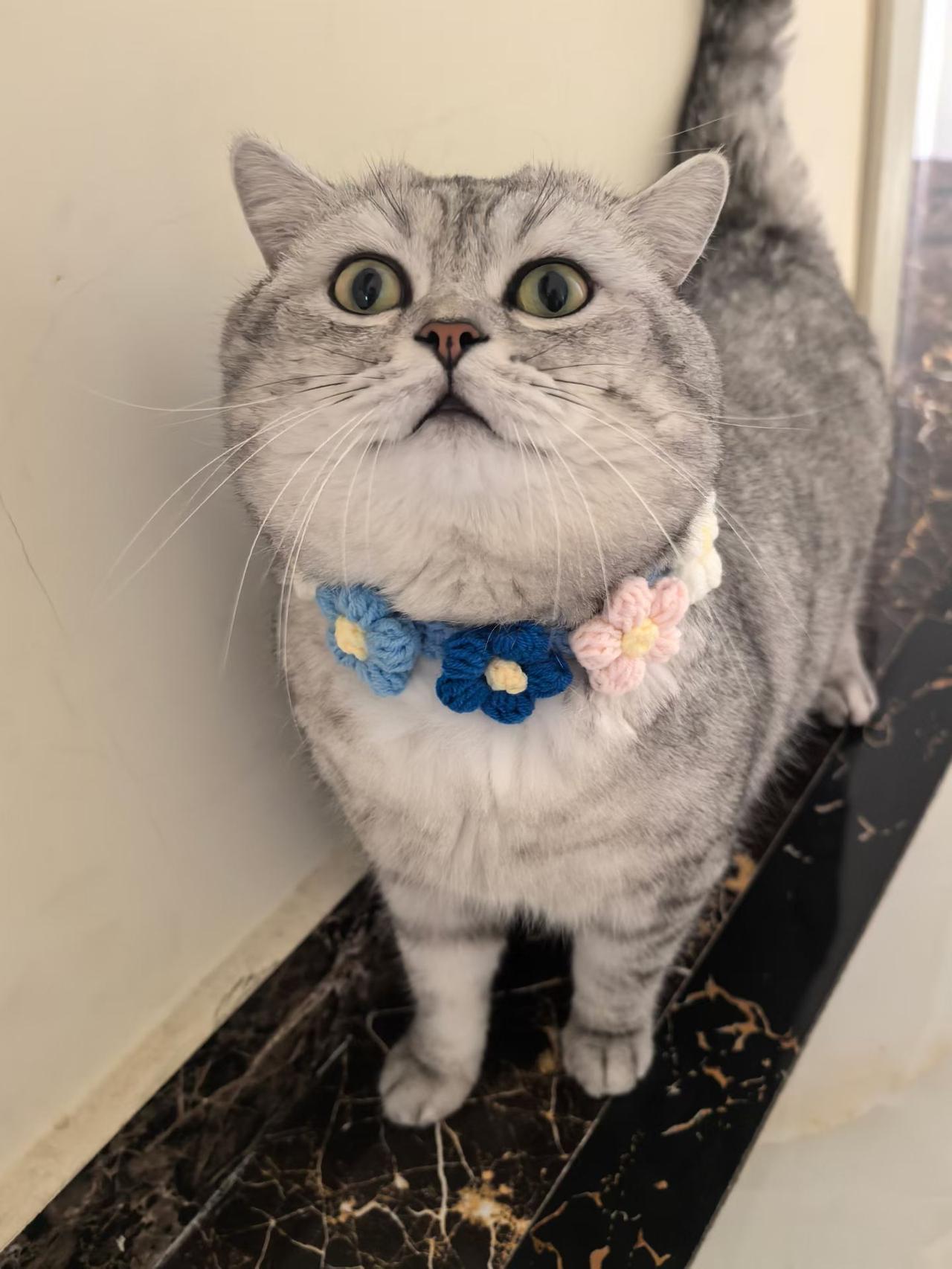 关于艺术。昨天，有家长发了个朋友圈，是花粥的一首新歌，归去来兮，挺好。我知道花粥