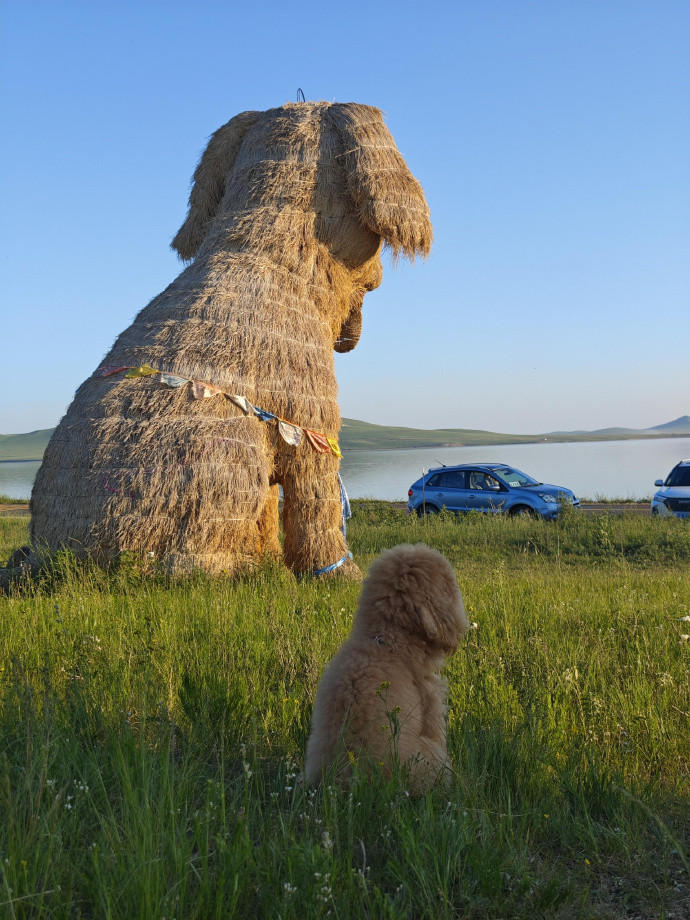“给小狗拍了张人生照片”