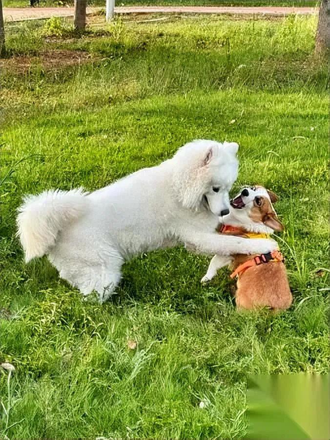 北京毒狗案判了4年。这事越想越堵得慌——张某华往小区扔带毒鸡脖子，11条