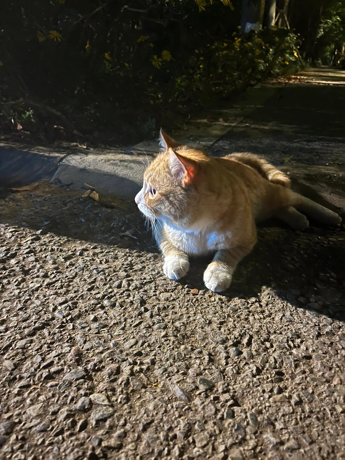 晚上好，小橘，身上干净的不像一只流浪猫，又乖又爱蹭人​​​