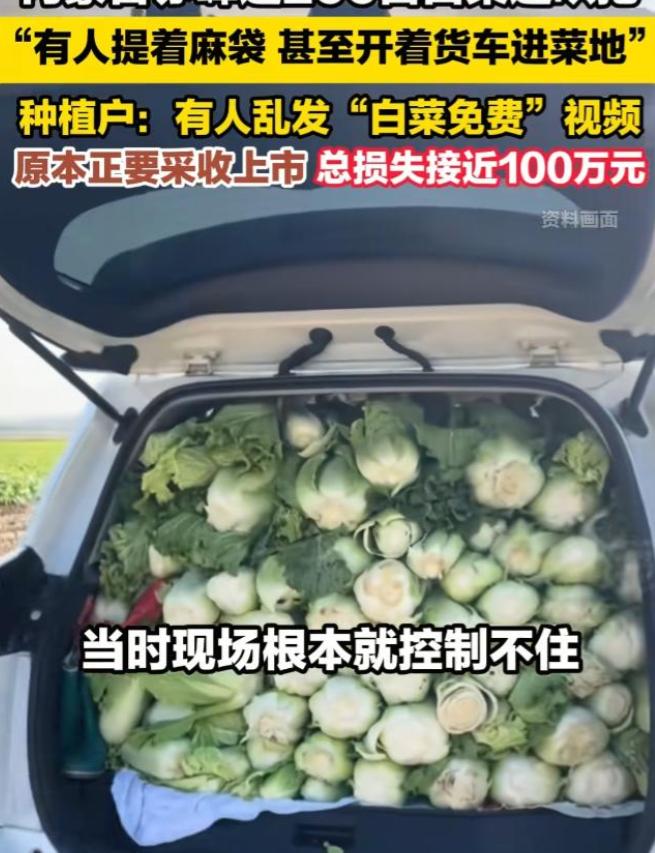 根本就劝不住！涉事媒体一定要赔偿菜农损失。内蒙古赤峰市一菜农近200亩的白菜在