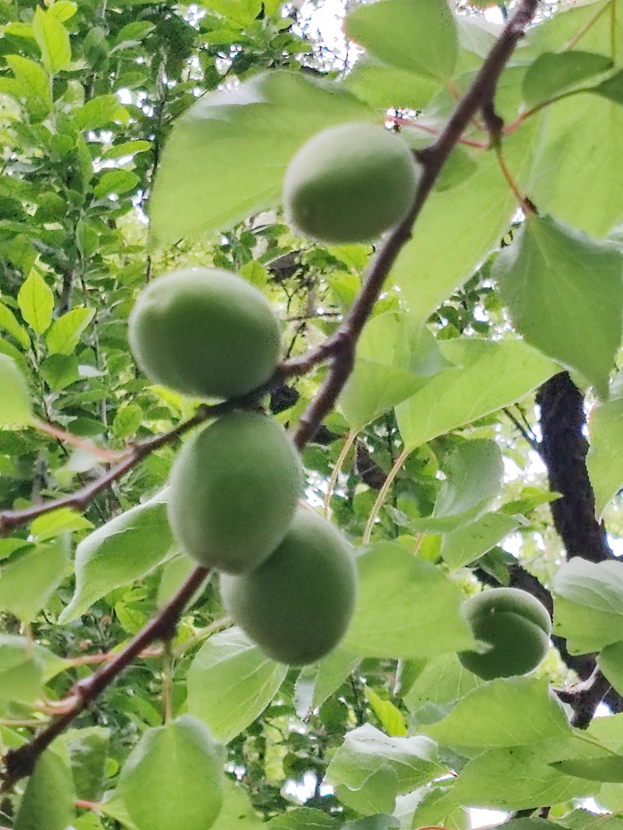 谷雨时节叶长齐，杏李繁华被绿替。米豆果儿藏枝头，静等夏秋供人食。