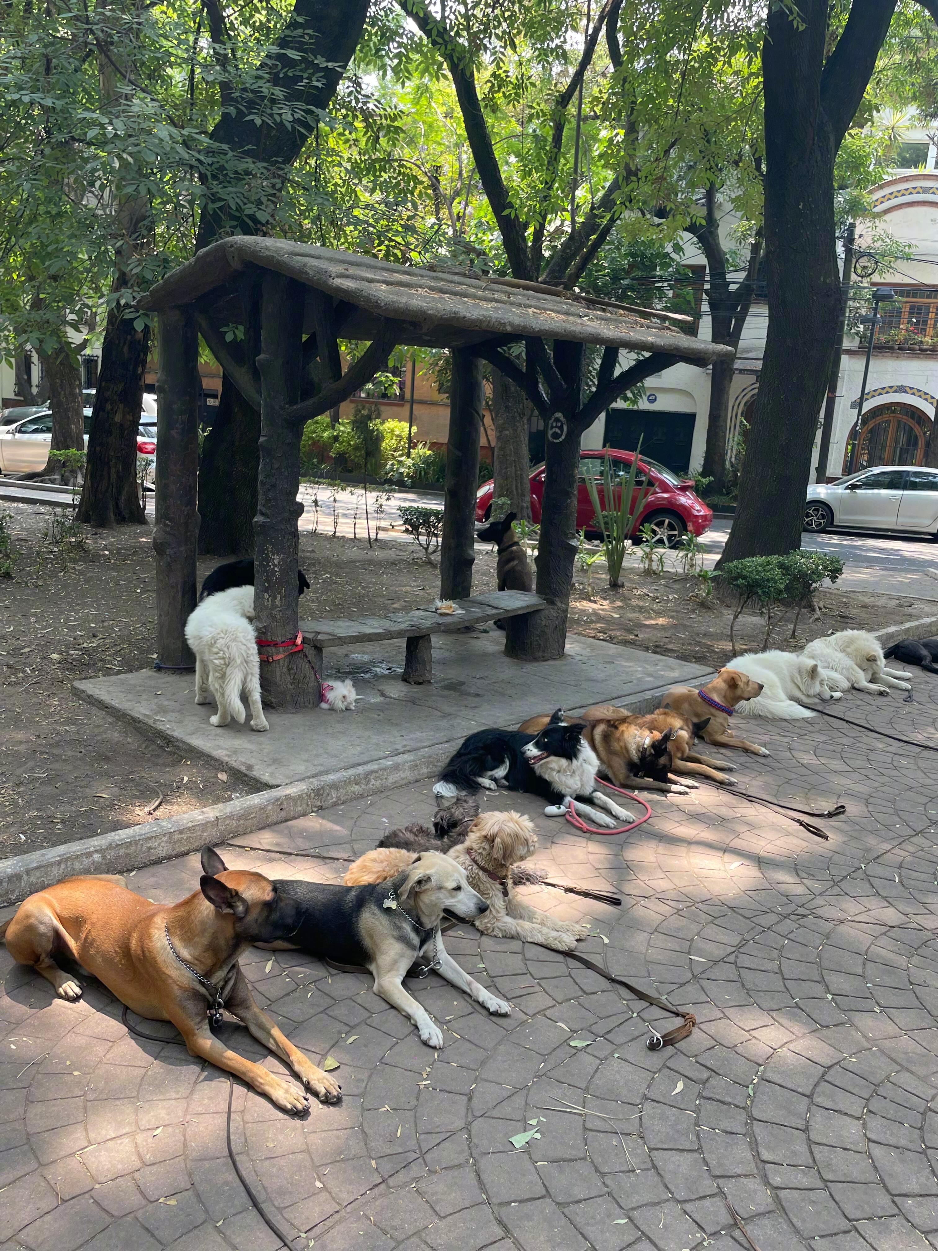 遇到小狗停车场​​​