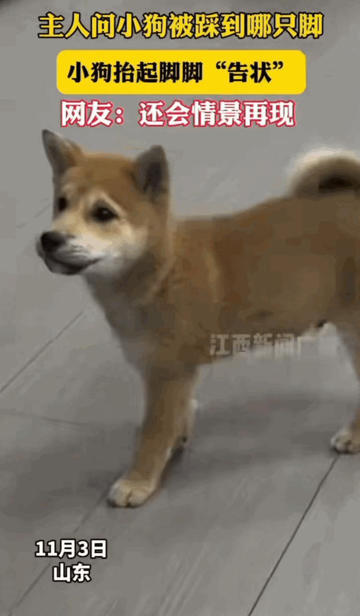 这狗子成精了！山东，狗狗出门玩被人踩脚了，回到家后举着爪子给主人告状。告诉主人疼