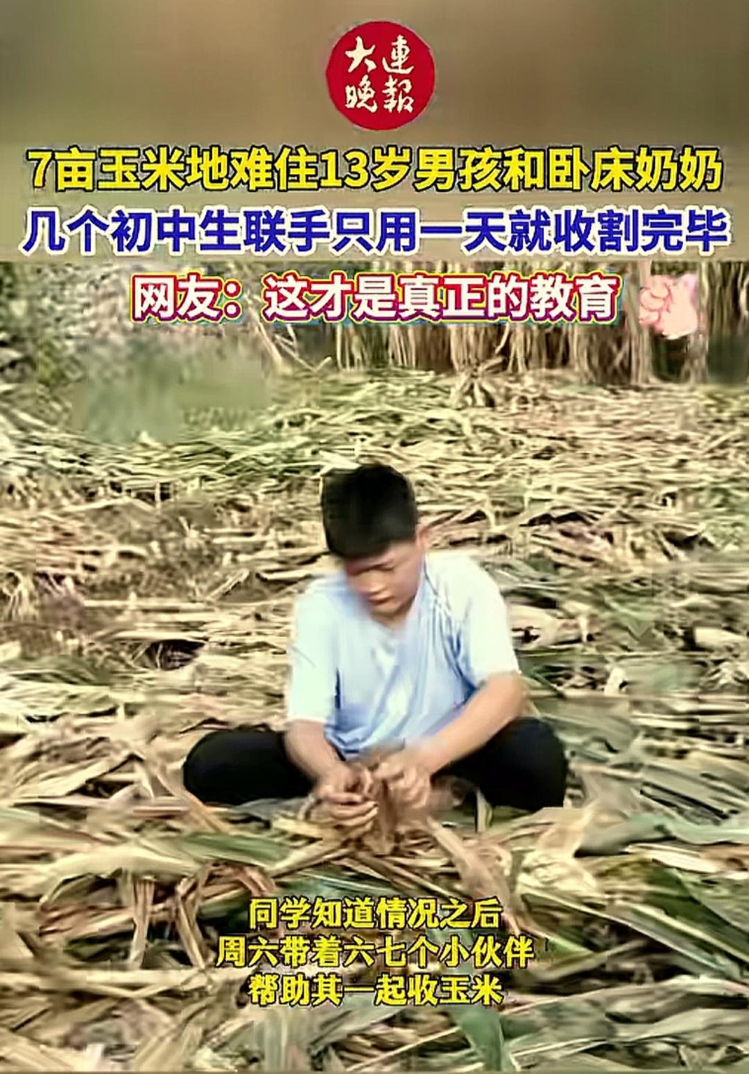 又到了收玉米的时候，大连庄河一名13岁男生犯了愁，爸爸在外务工回不来，奶奶又生病