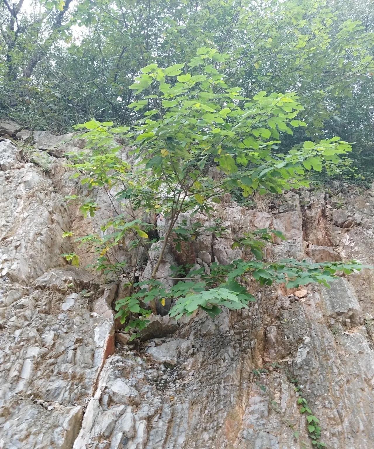越来越觉得：孩子的心理建设太重要了！如果孩子过于温柔善良、心理脆弱，那么从读幼