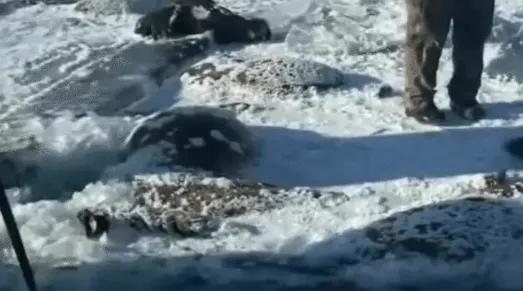 零下三十度的黑龙江，水库冰层下惊现十三尊“冰雕”，走近一看竟是群冻住的马！七