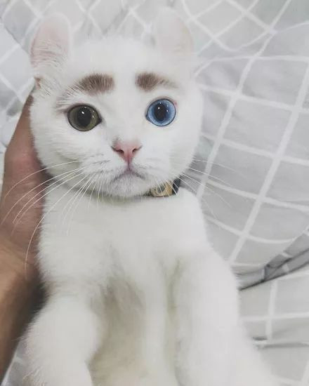 养了小猫后明白了什么是生理性喜欢这么可爱的小猫咪，谁会不喜欢？真的是发自骨子里的