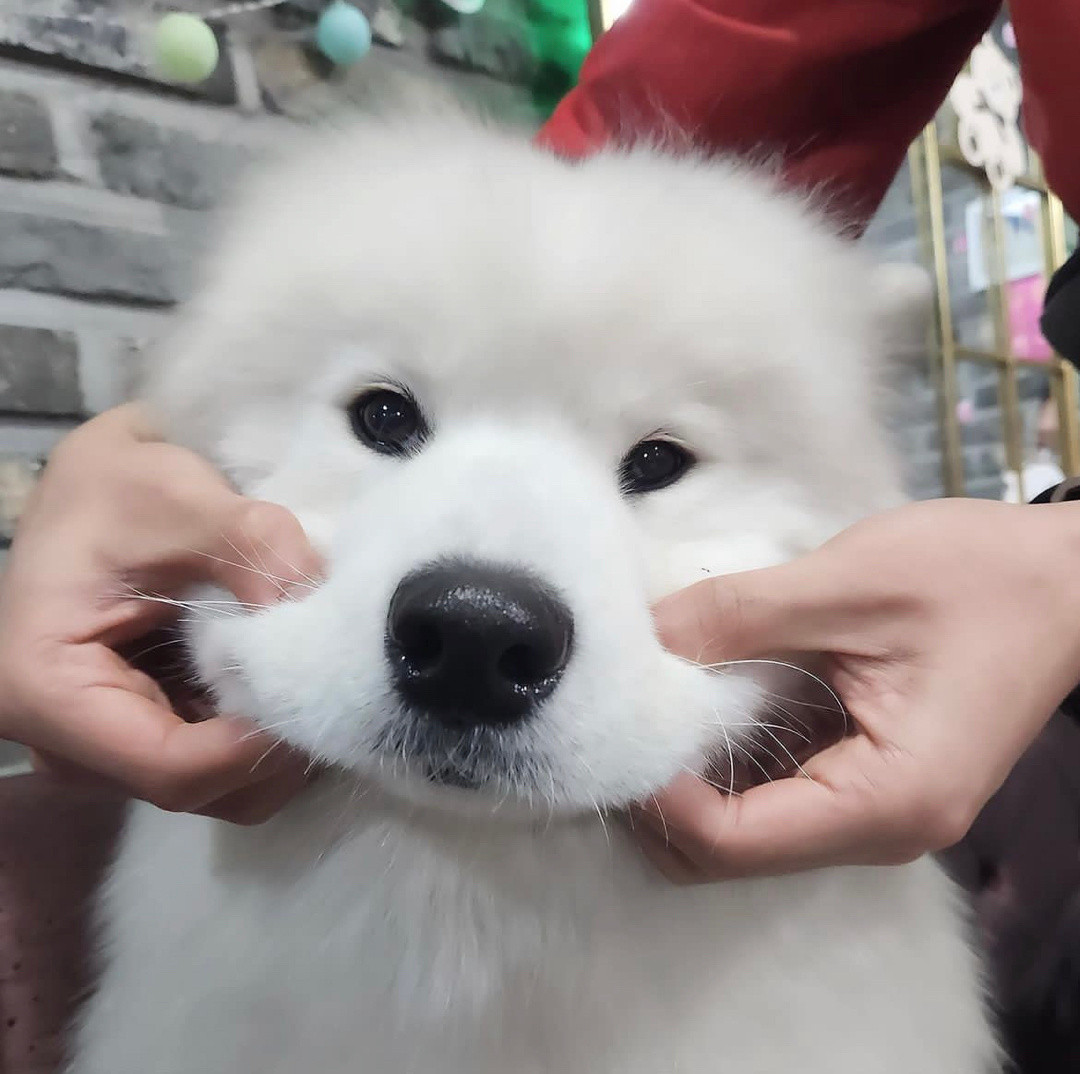 看好了，萨摩耶的嘴筒子得这么rua​​​