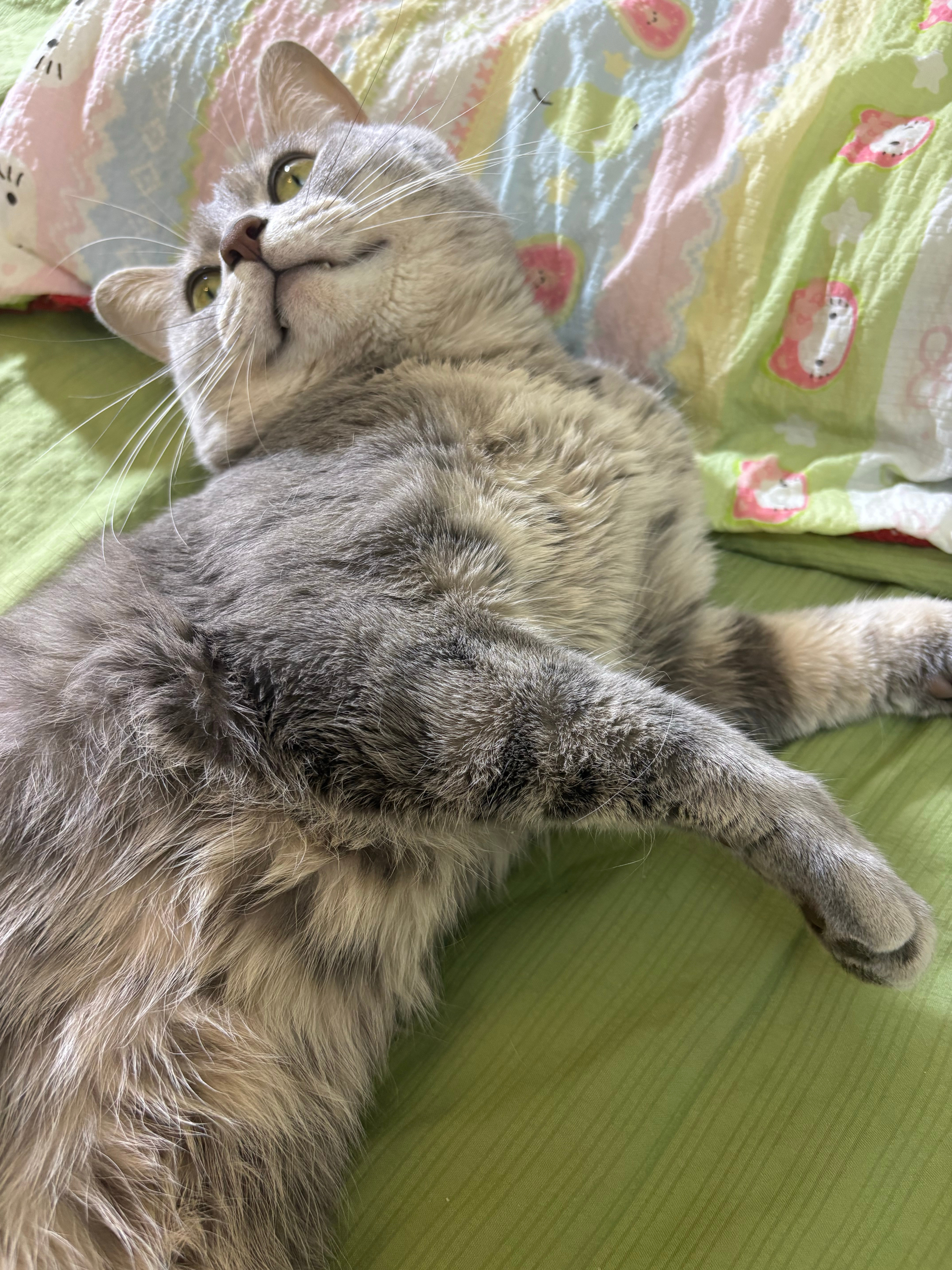 上一天班洗完澡喂完猫切完号做完任务终于能躺下了！专心玩手机喵喵喵​​​