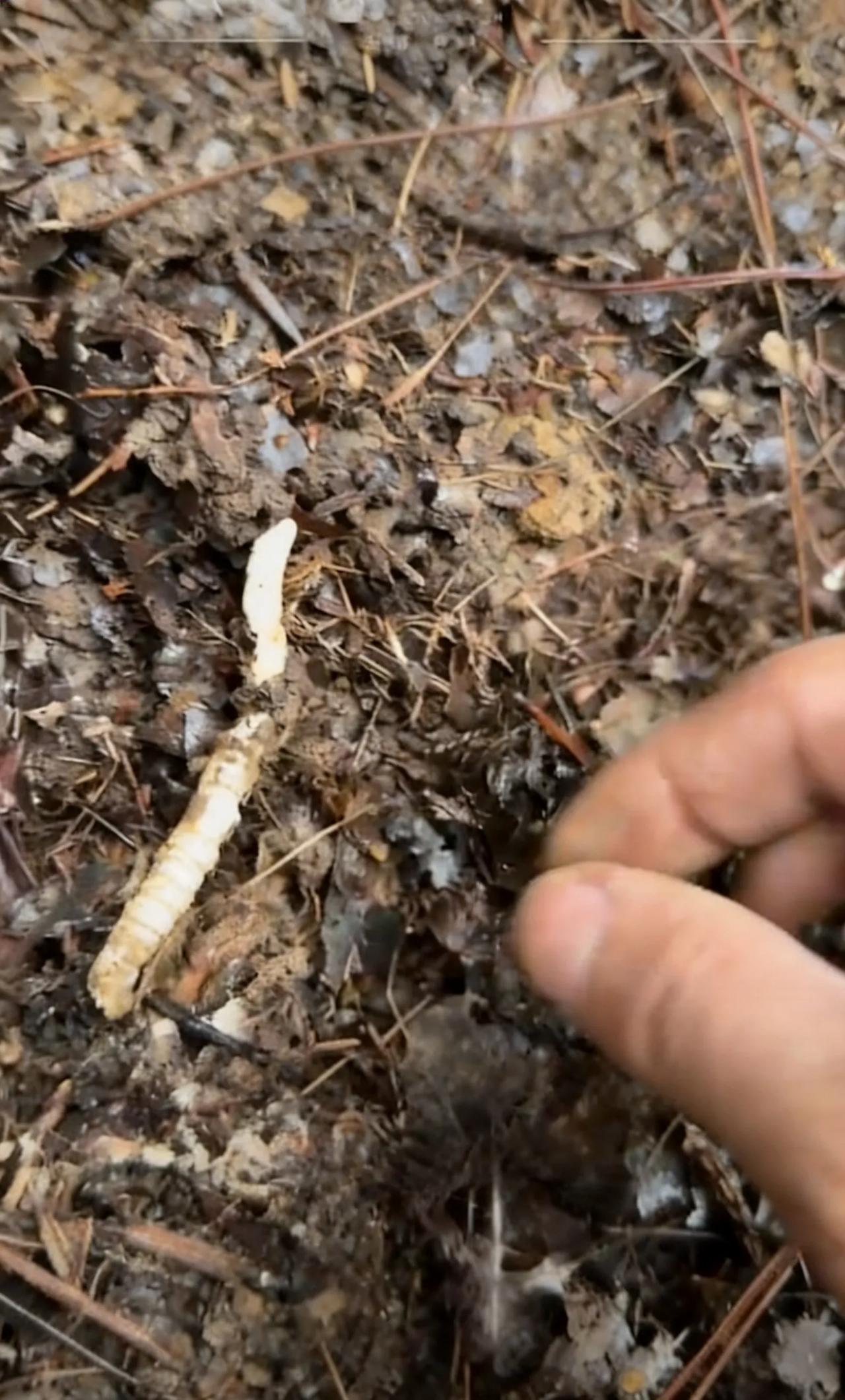 贵州男子跌倒扒出虫草，4天采300多根，一查价格愣了2026年2月上旬，贵州