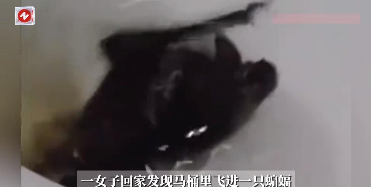 悲剧还是发生了！8月31日，河南信阳，一女子回家之后正要上厕所时，结果却发现马桶
