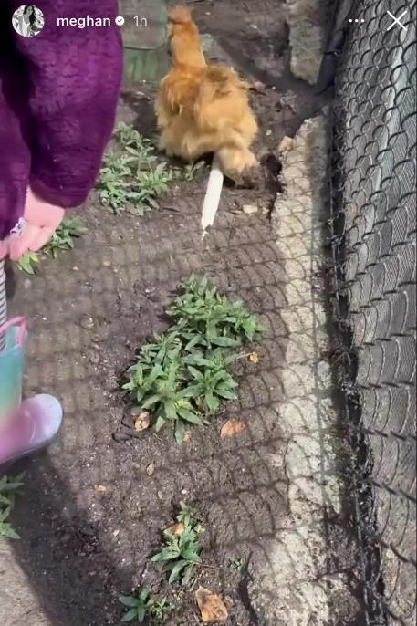 越是缺什么越是晒什么，梅根近日发布了一个莉莉贝特喂鸡的小短片，让人忍不住想她是不