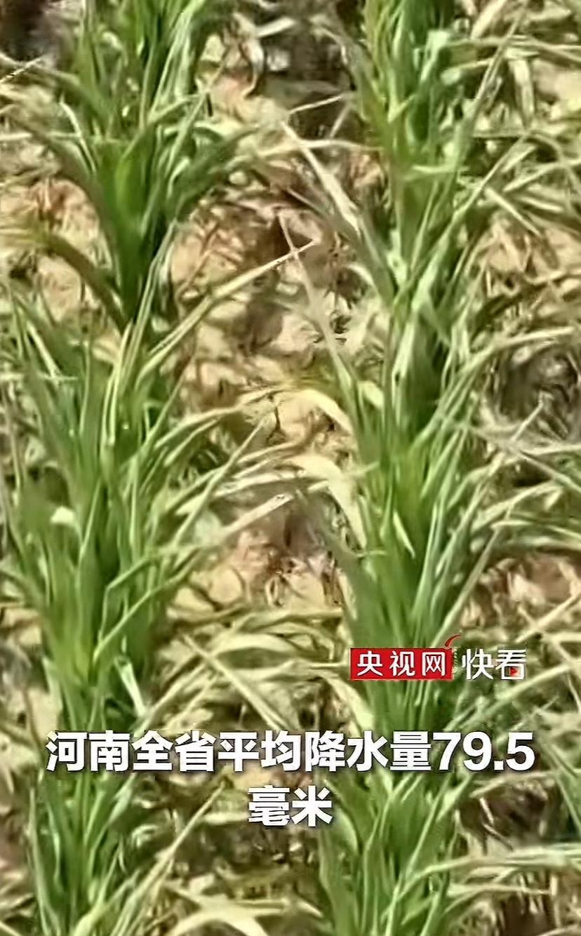 河南今夏不仅热坏了，也旱坏了！央视报道，高温创下64年同期最高值，比常年偏高3.