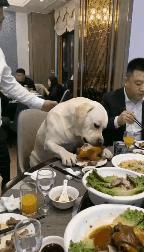 新年上班第一天，公司聚餐，一只肥头大耳的拉布拉多犬公然坐在人的位子上大快朵颐。公