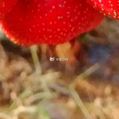 山楂种植指南1.选苗定植：选健壮嫁接苗，春秋季定植，用pH6.0-7.5的沙壤