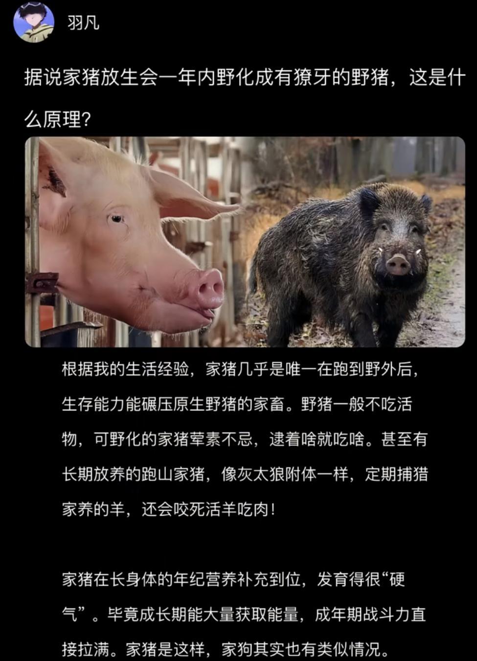 据说家猪放生会一年内野化成有獠牙的野猪，这是什么原理？​​​