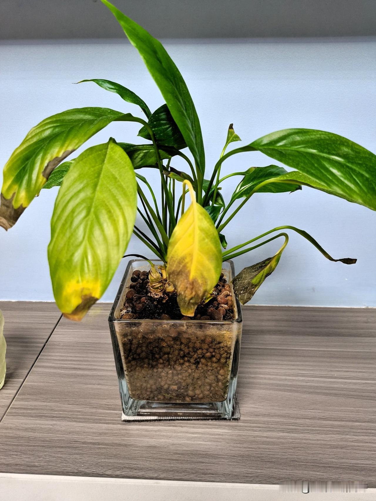 这盆一帆风顺（白掌）蔫蔫的样子，像极了“上班不想动”的我🌿叶片泛黄卷边，