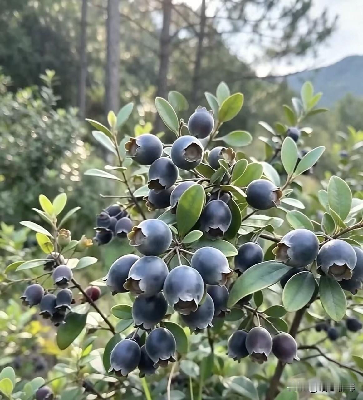 大自然系的果实，小时候的味道，寻味野果‼️你们吃过吗⁉️